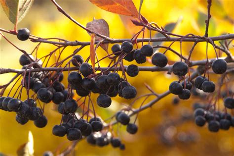 Autumn Magic Black Chokeberry: The Secret Ingredient for Vibrant Autumn Décor